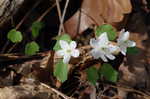 Rue anemone <BR>Windflower